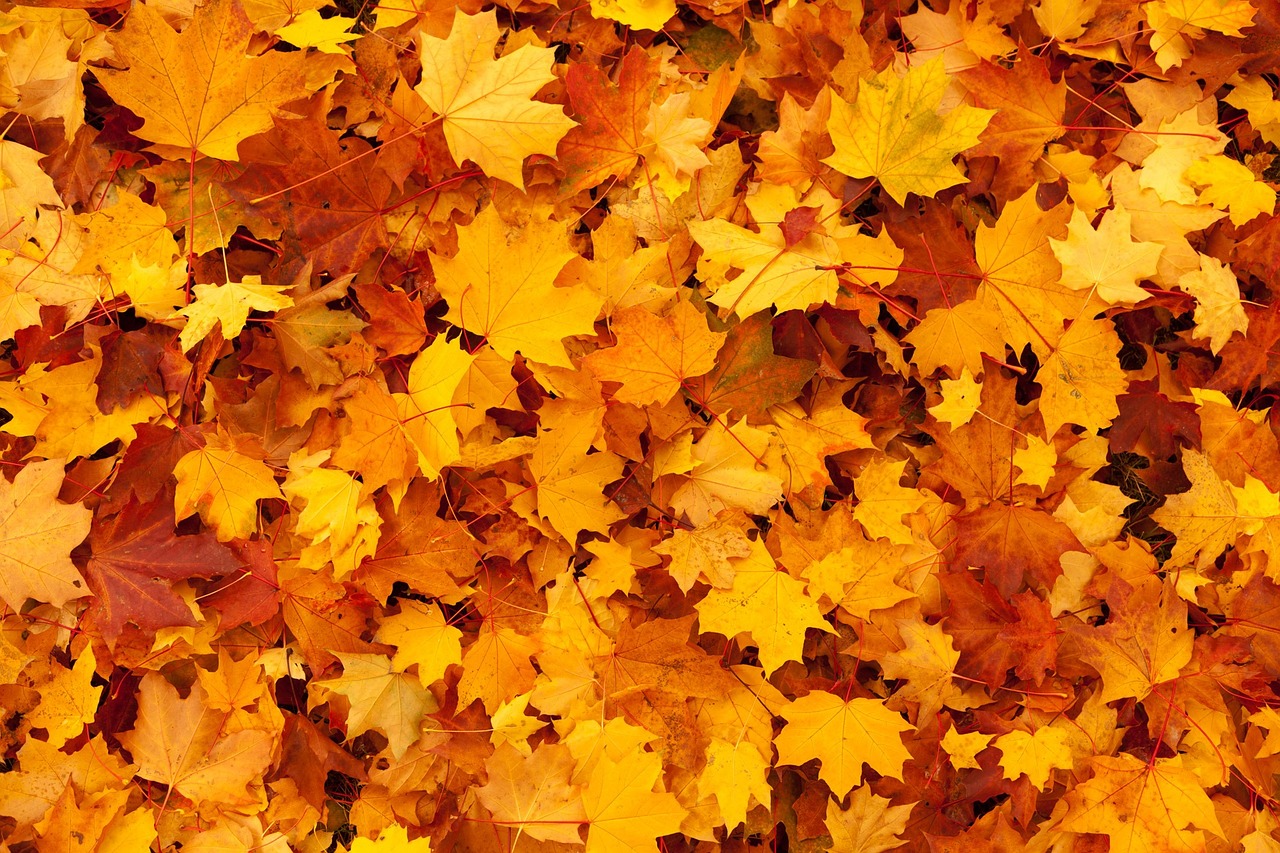autumn, leaves, foliage-83761.jpg