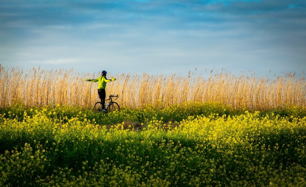 man riding bicycle on yellow flower field during daytime