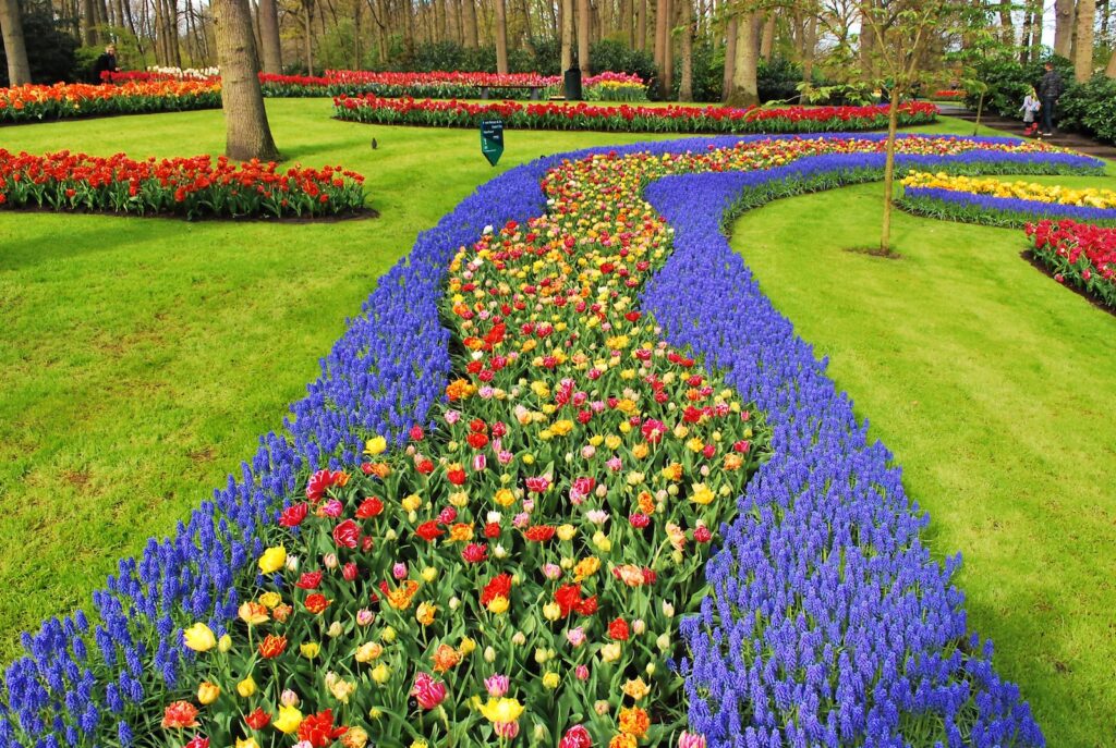 yellow purple and red flower field