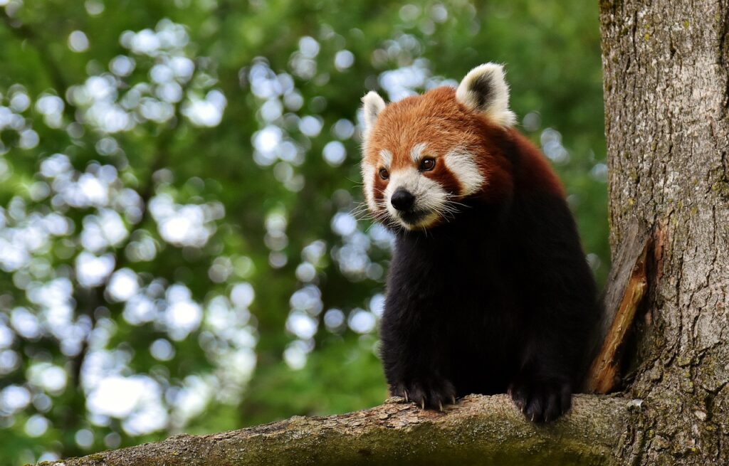 little panda, red panda, cat-bear-3508116.jpg