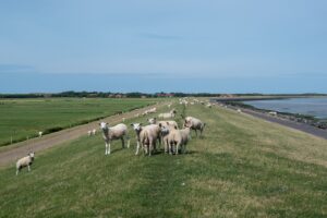 sheep, grass, dikes-4317374.jpg