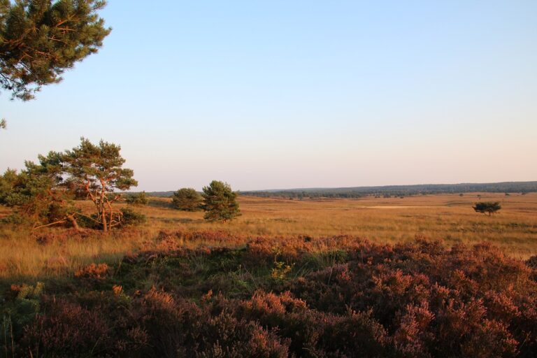 veluwe, netherlands, nature-3880791.jpg