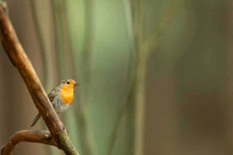 yellow and gray bird on selective focus photography