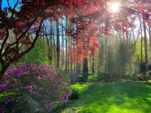 the sun shines brightly through the trees in the garden