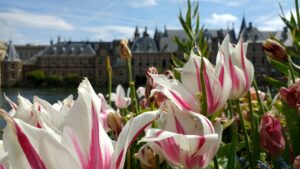 binnenhof, flowers, den haag