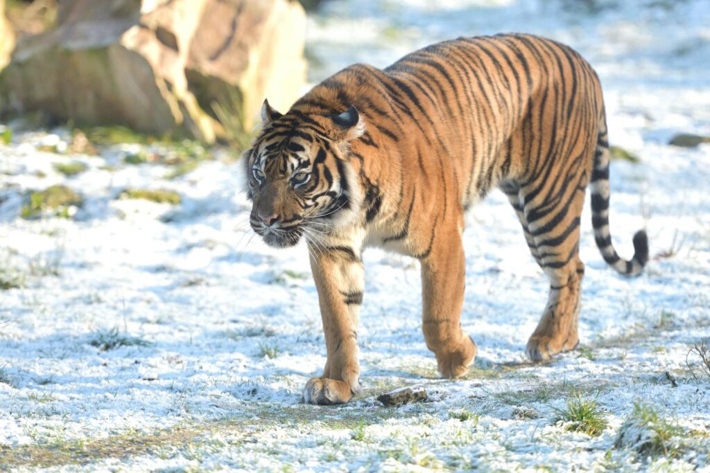 Brown and Black Tiger Walking on Snow Covered Ground