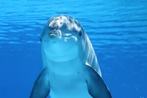 dolphin, animal, sea, ocean, underwater, nature, mammal, marine mammal, marine animal, marine life, sea life, ocean life, wildlife, dolphin, dolphin, dolphin, dolphin, dolphin, animal, animal, sea, sea, ocean, ocean