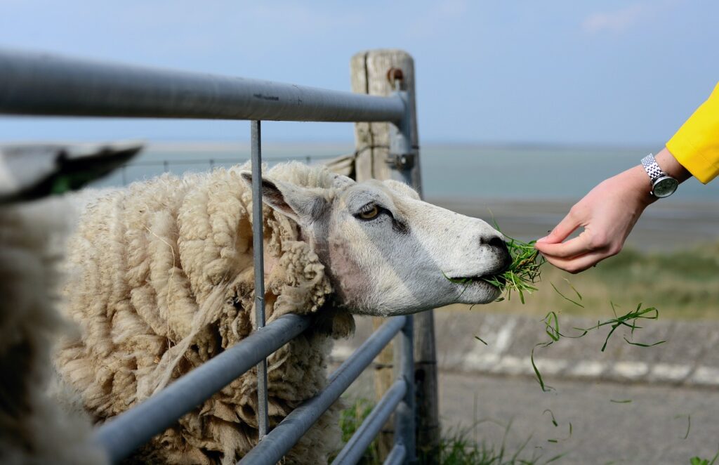 sheep, nature, texel, holland, texel sheep, animal, pasture, agriculture, dike, wool, wildlife, farm animals, sheep, sheep, sheep, sheep, sheep