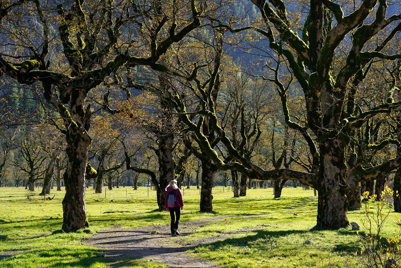 hike, sycamore, woman, freedom, old trees, trees, forest, path, fall, nature, walk, vacations, trees, trees, trees, trees, trees